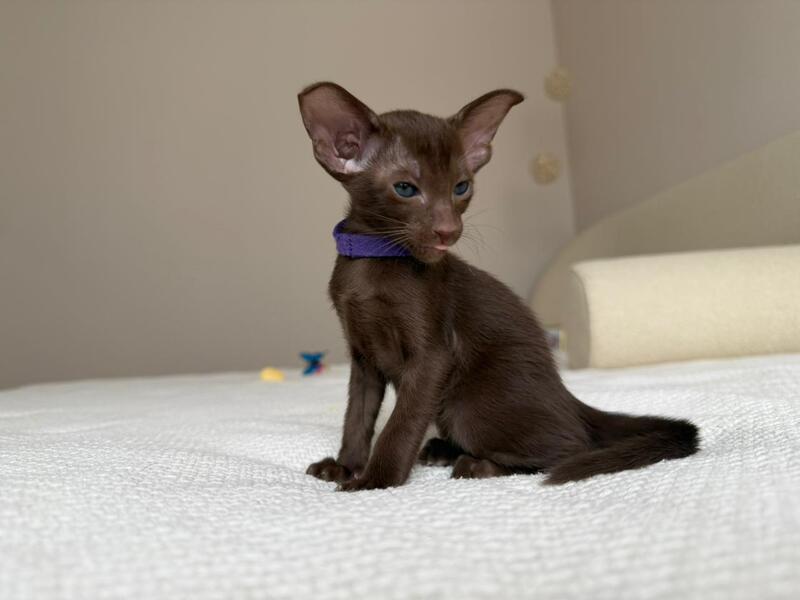 Amira Oriental Shorthair female chocolate - live animals