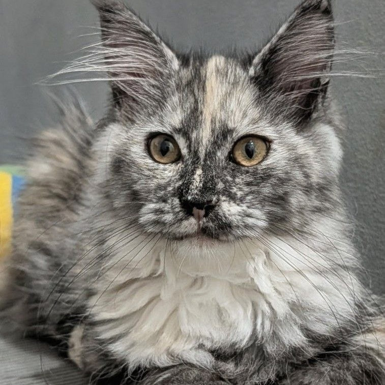 Westalia Maine Coon female, black tortie silver