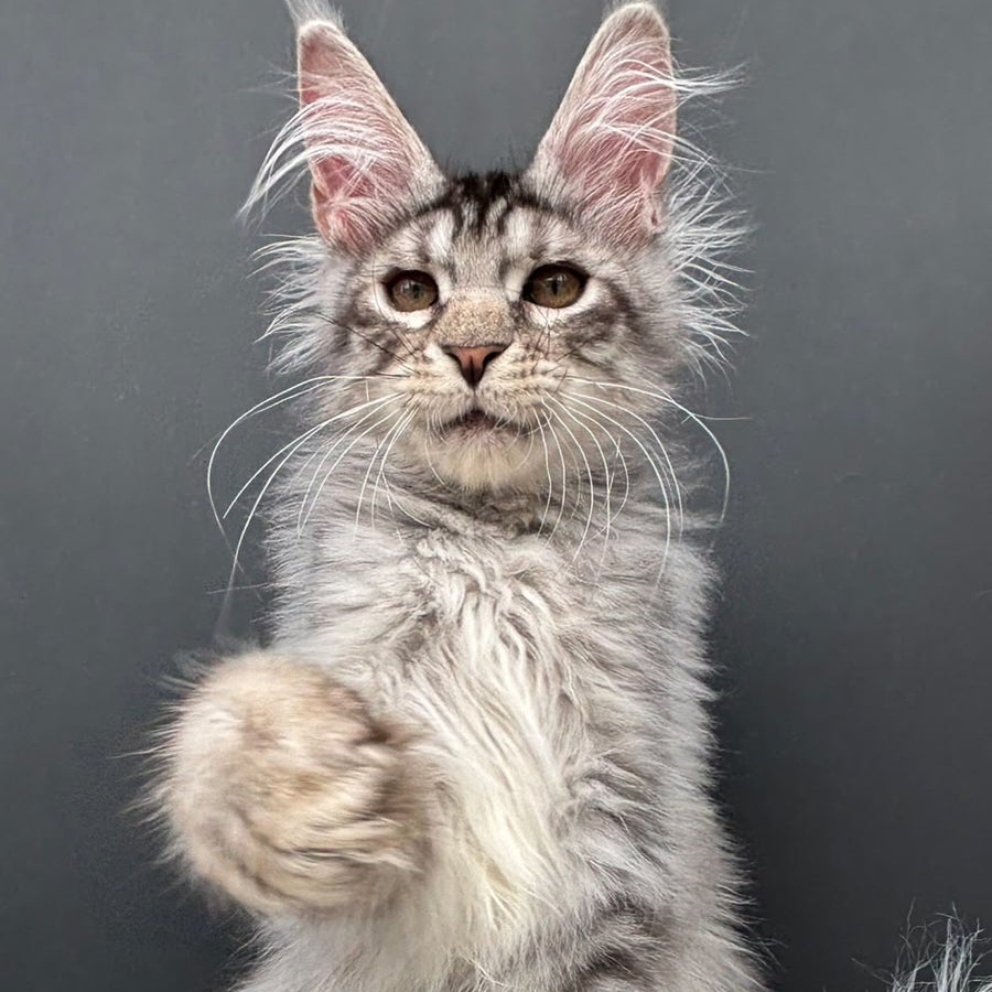 Adrian Maine Coon male, black silver spotted tabby