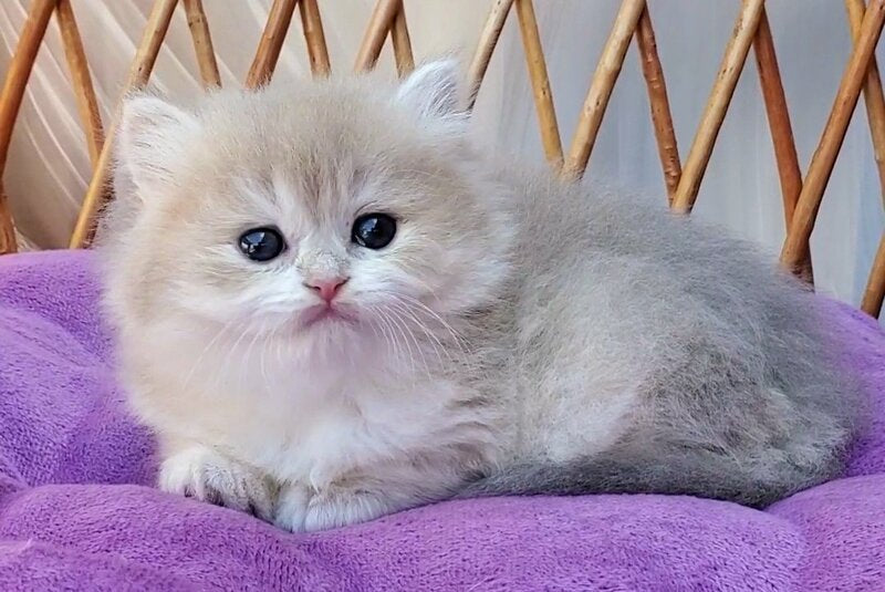 Zara British Longhair female blue golden shaded - live animals