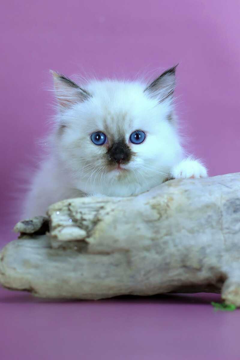 Elli Siberian female black tortie with white pointed - live animals