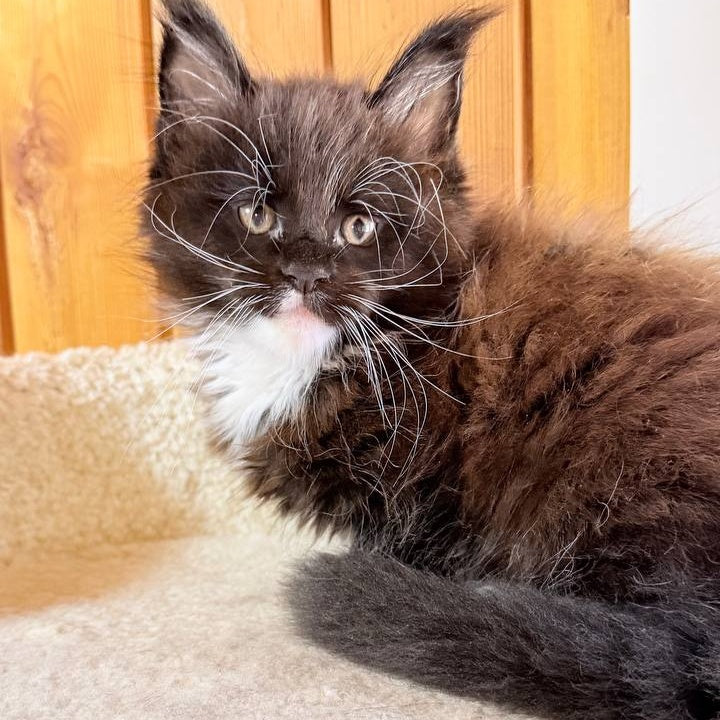 Onyx Maine Coon male, black bicolour