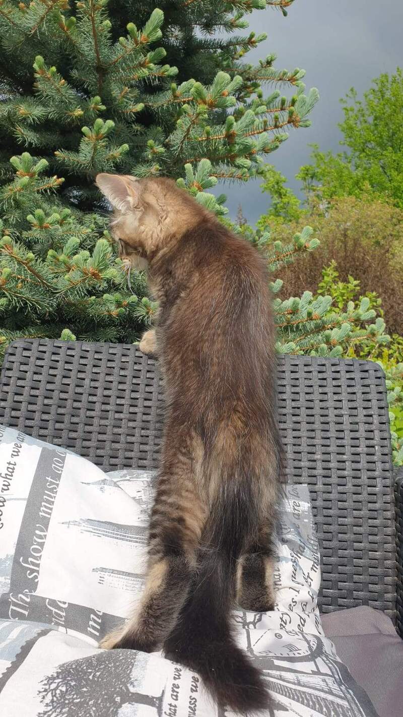 Edward Maine Coon male black ticked tabby - live animals