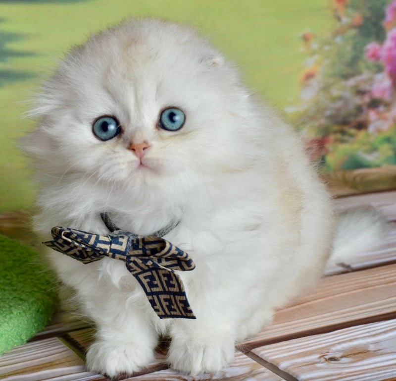 Ronnie Scottish Fold male black silver shaded - live animals