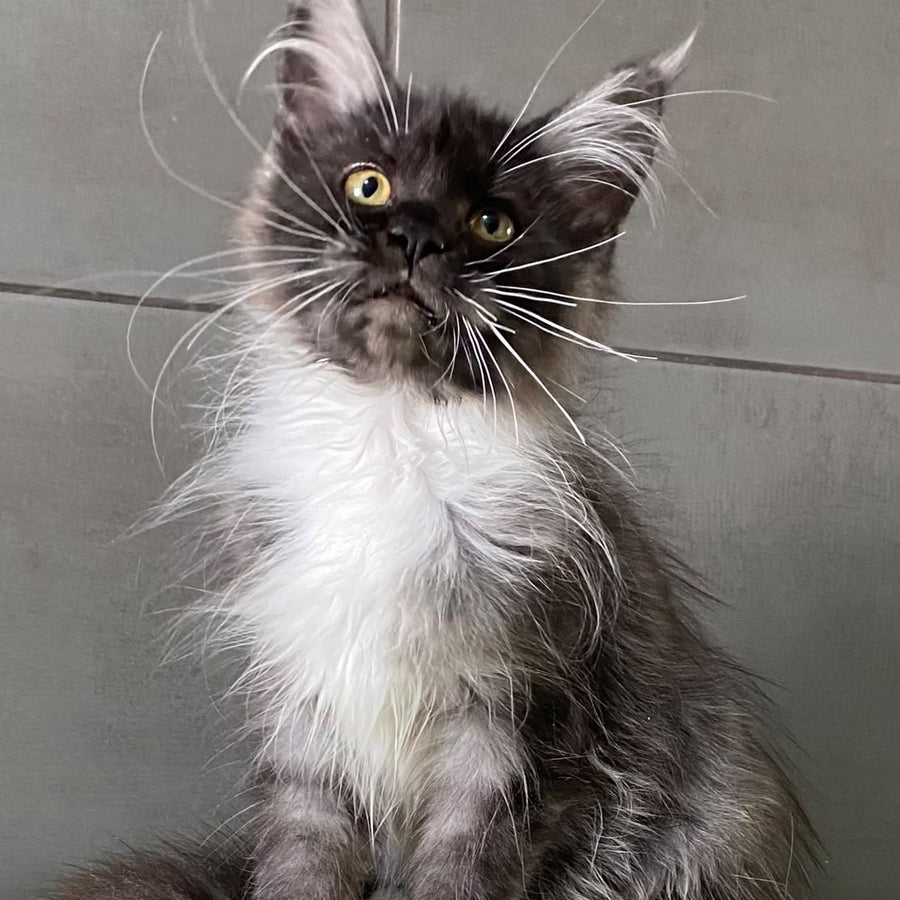 Alushta Maine Coon female, black silver bicolour