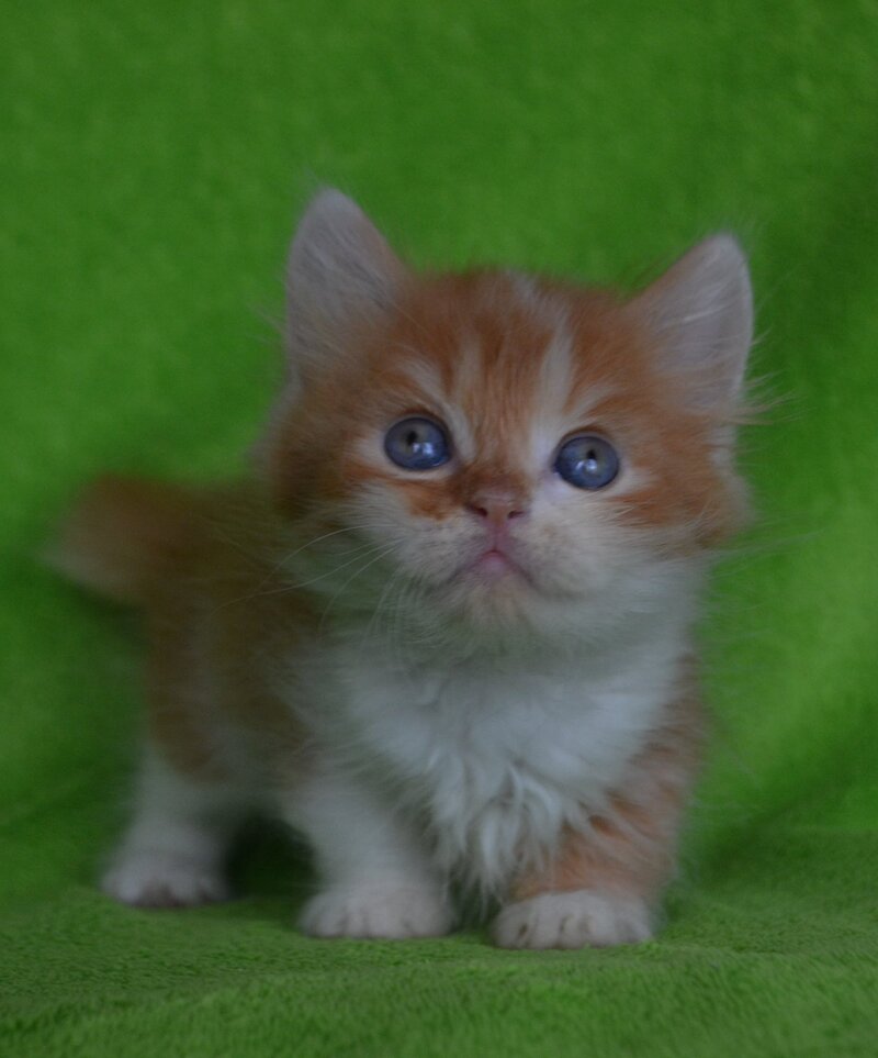 Narciss Munchkin male red bicolour tabby - live animals