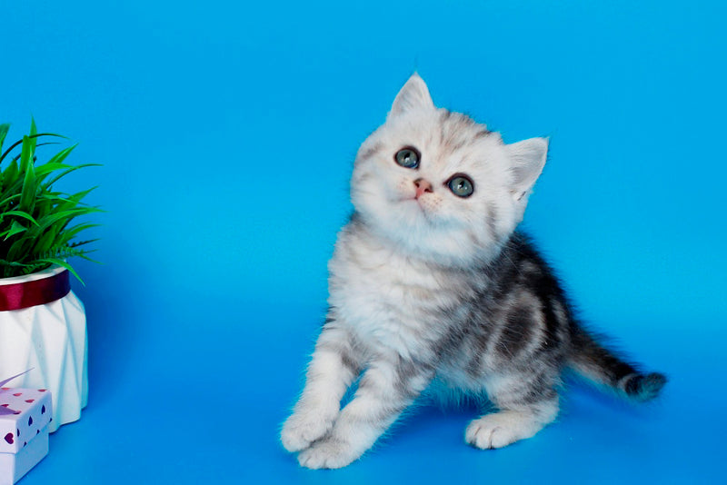 Nike British Shorthair male, black silver tabby