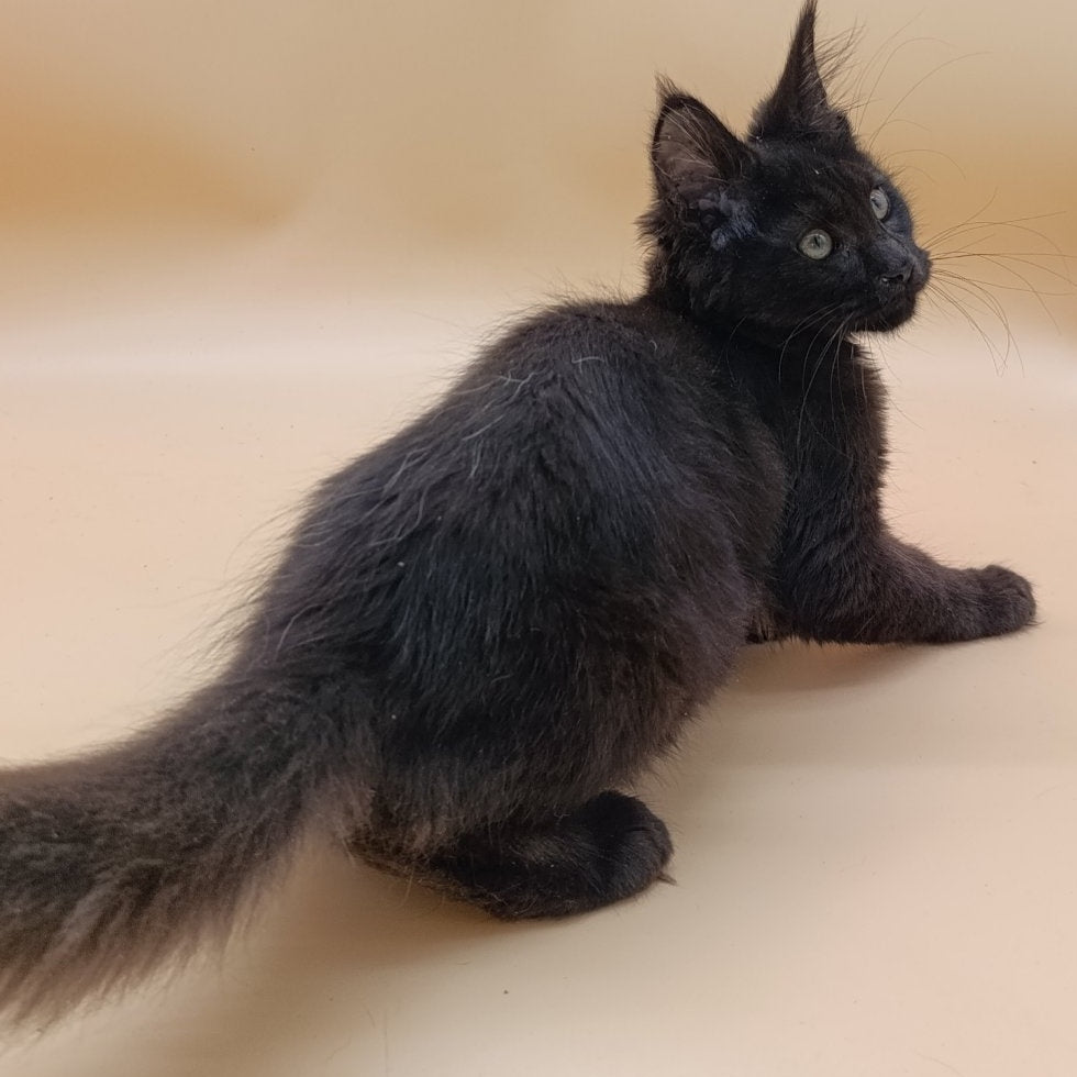 Onika Maine Coon female, black