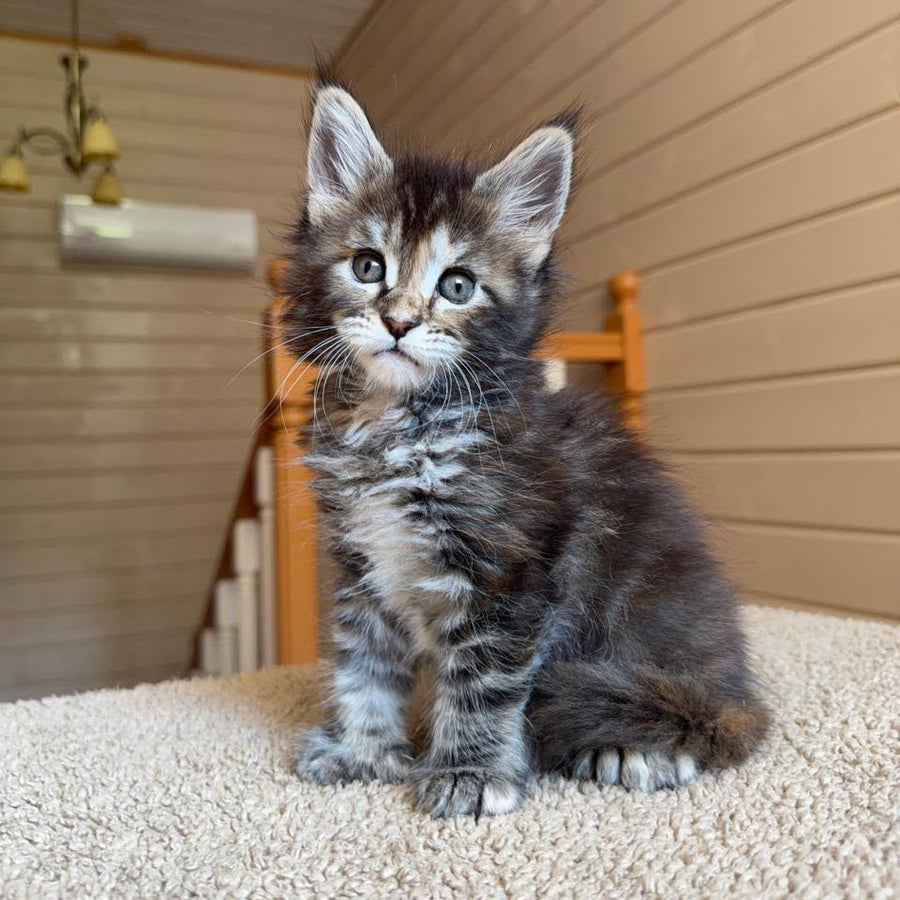 Bamboleilo Maine Coon polydactyl 6x6x6x7 female, black tortie with white tabby