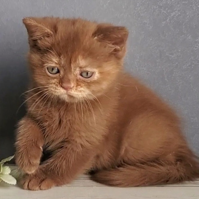 Daffy British Shorthair female, cinnamon tortie