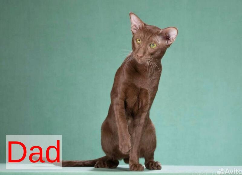 Rivz Oriental Shorthair male, cinnamon