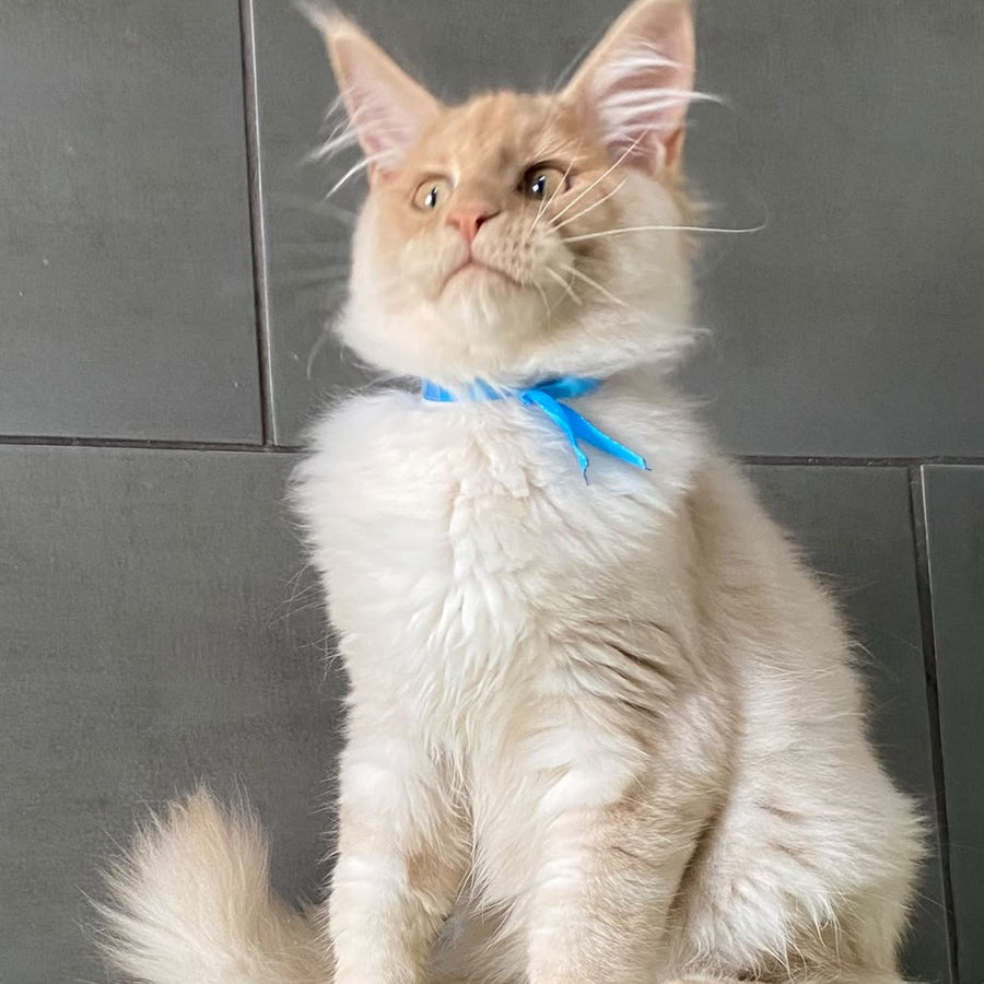 Wakayama Maine Coon male, cream silver
