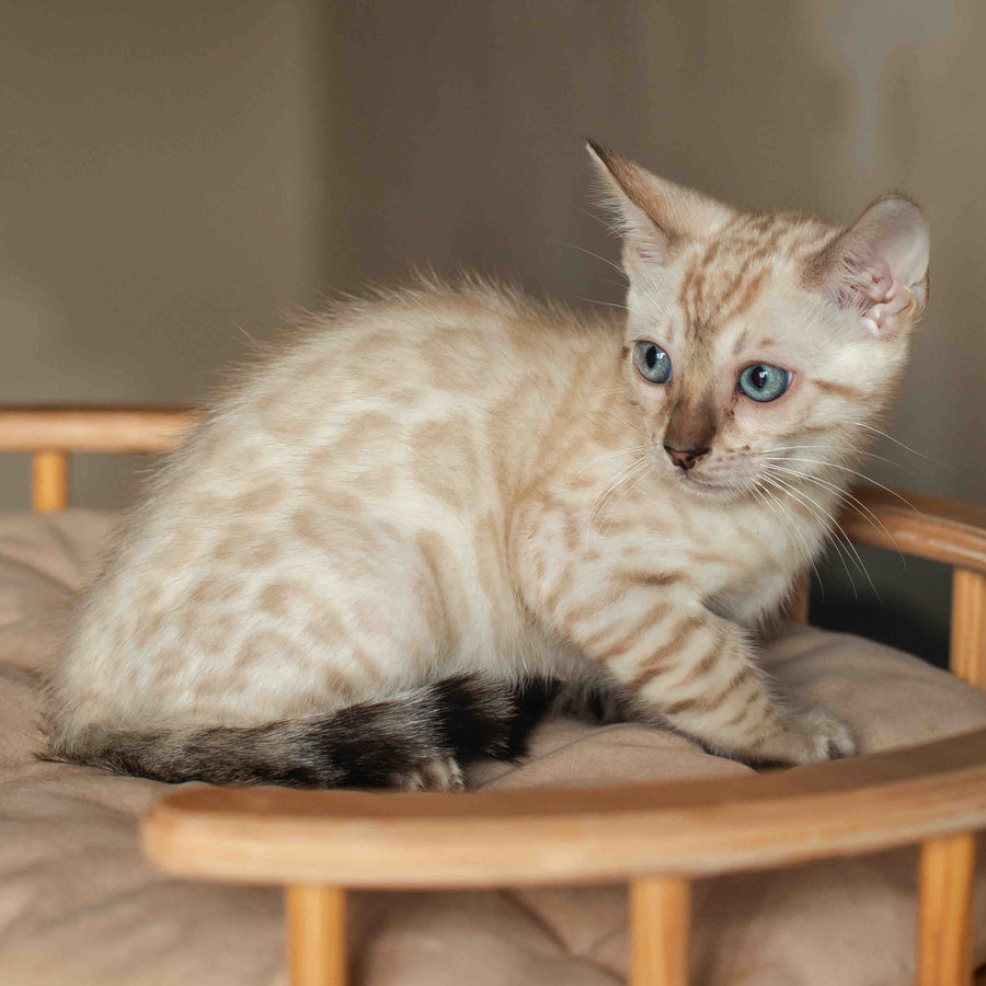 Nelson Bengal male, black pointed