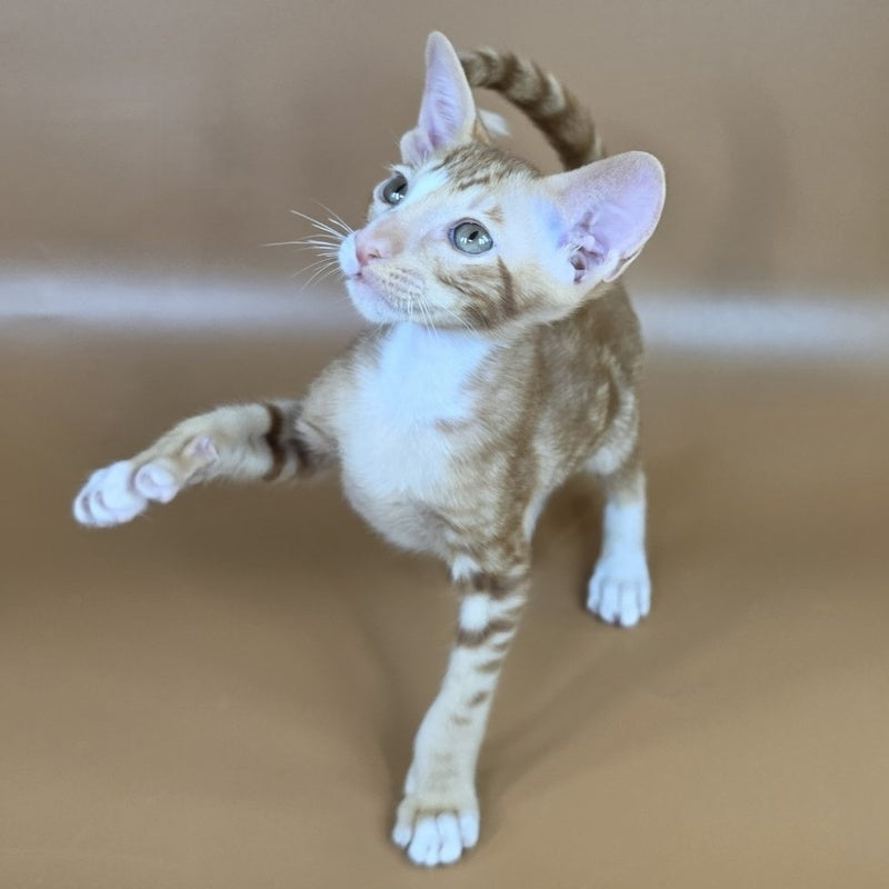 Xylan Oriental Shorthair male, red tabby mitted