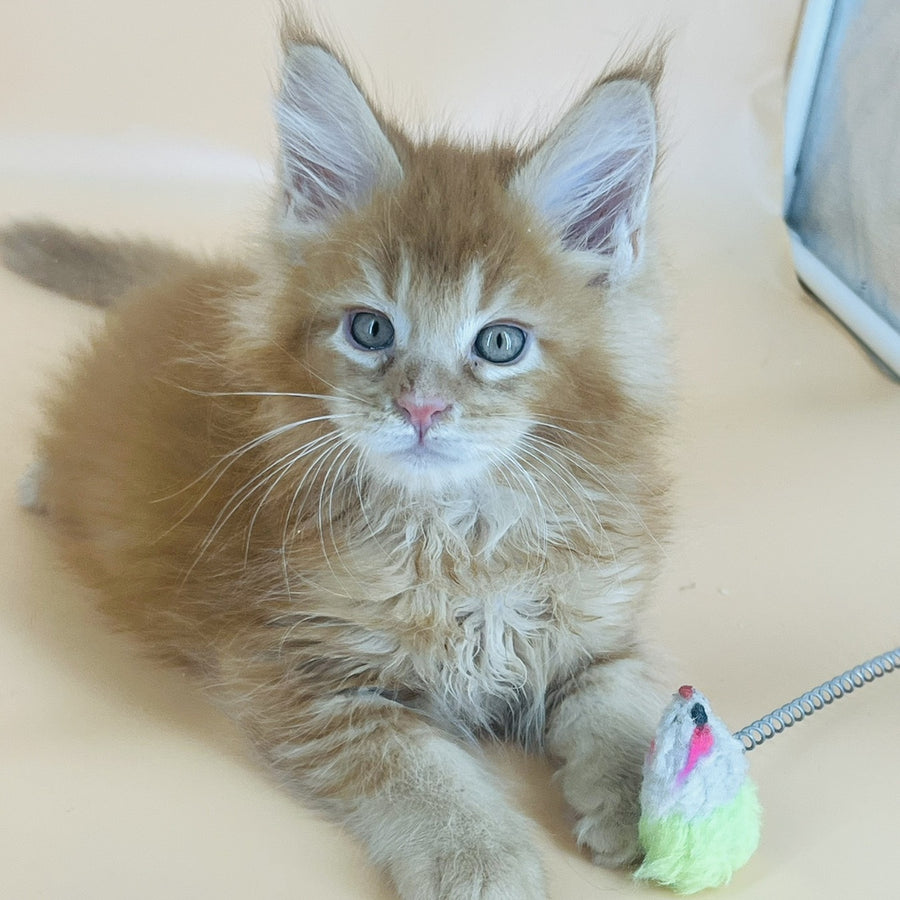 Brandon Maine Coon male, red tabby