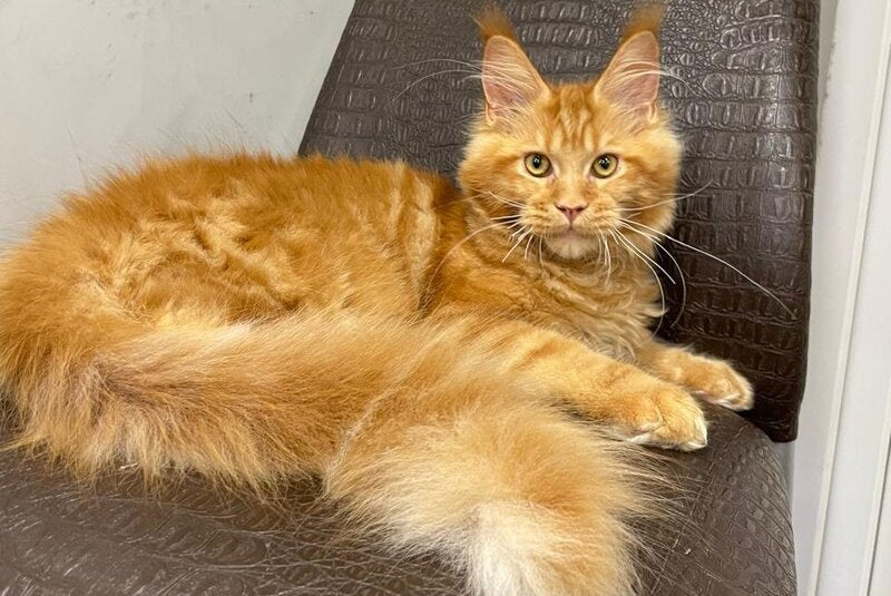 Jaguar Maine Coon male, red