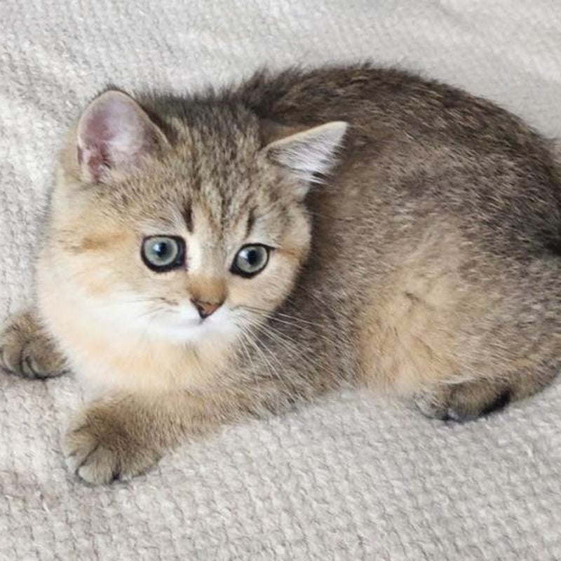 Kababis British Shorthair male, black golden ticked tabby