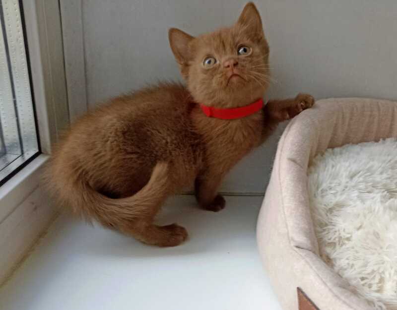 Felichita British Shorthair female cinnamon - live animals