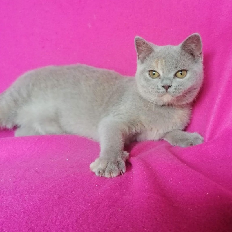 Leona British Shorthair female, lilac tortie