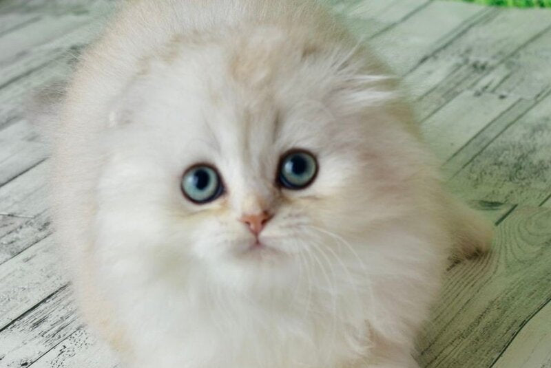 Ronnie Scottish Fold male black silver shaded - live animals