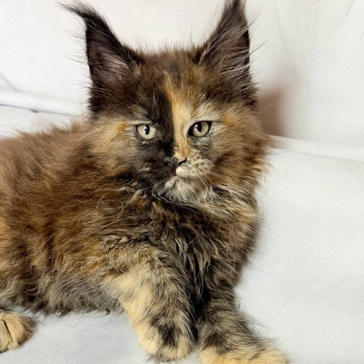 Magnolia Maine Coon female, black tortie