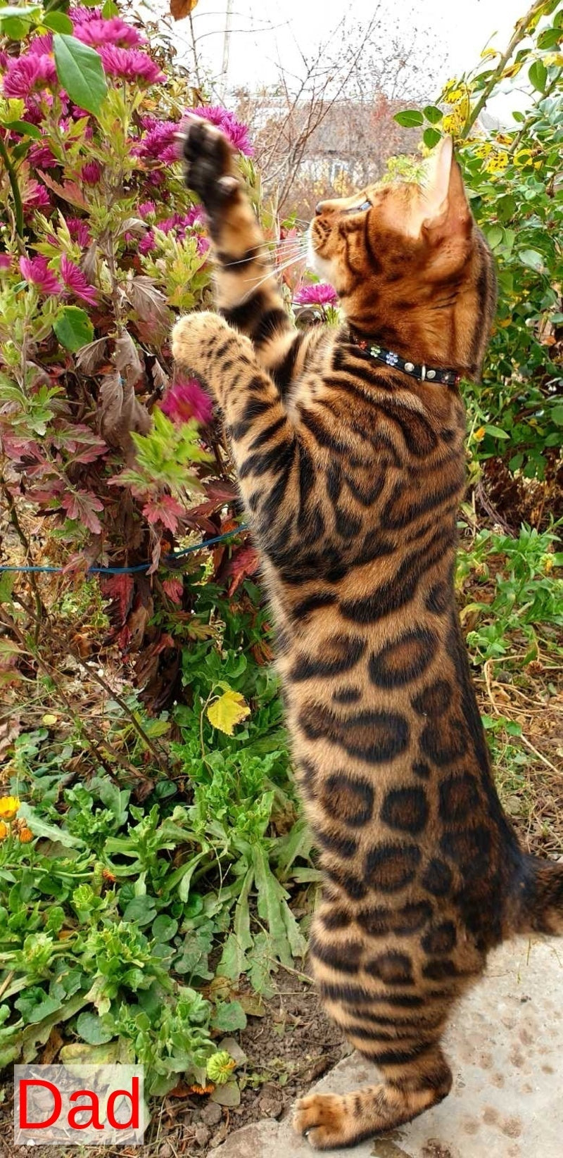 Ariella Bengal female, black spotted tabby