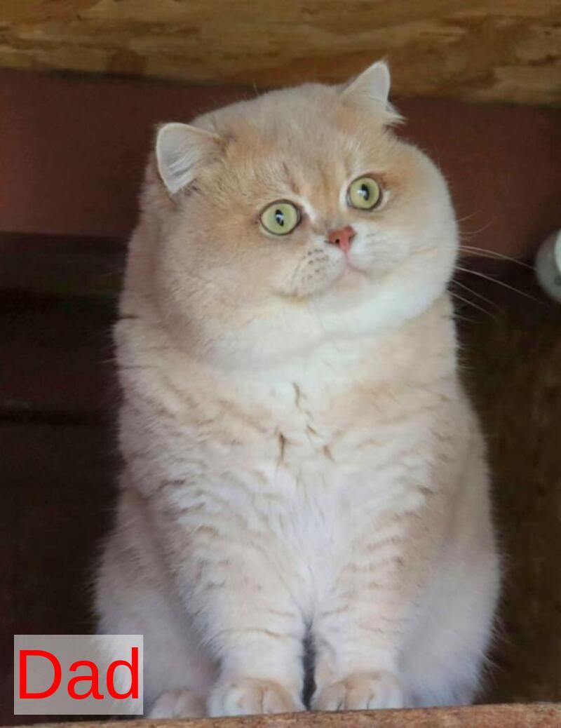 Perla British Shorthair female lilac golden shaded - live animals
