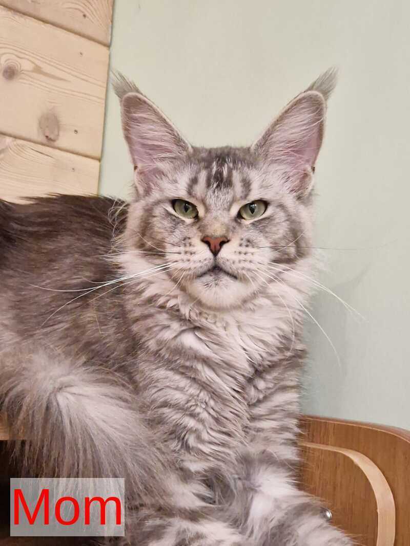 Archi Maine Coon male, black silver with white