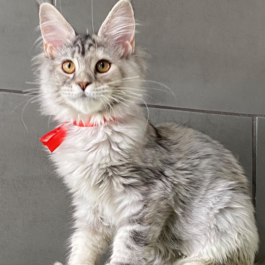 Western Dream Maine Coon female, black tortie silver tabby
