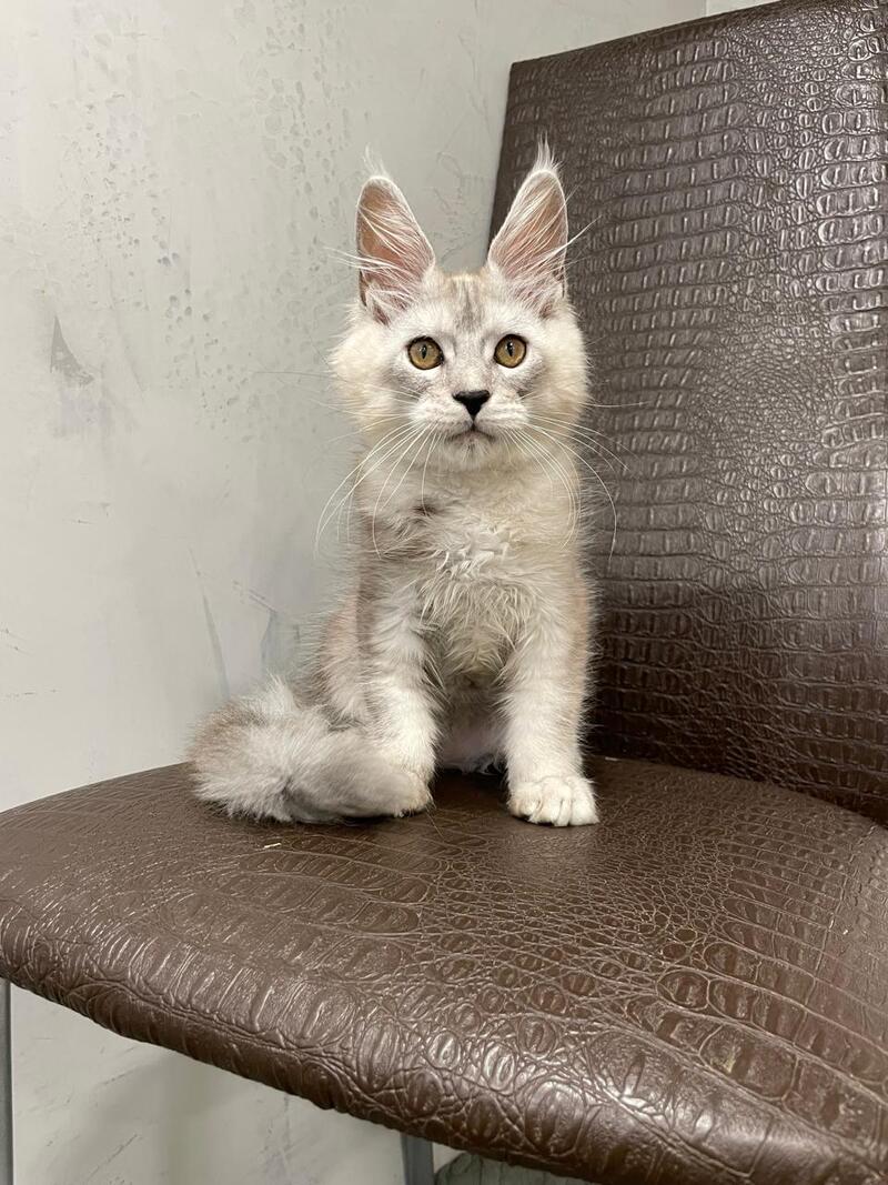 King Maine Coon male, black silver ticked tabby