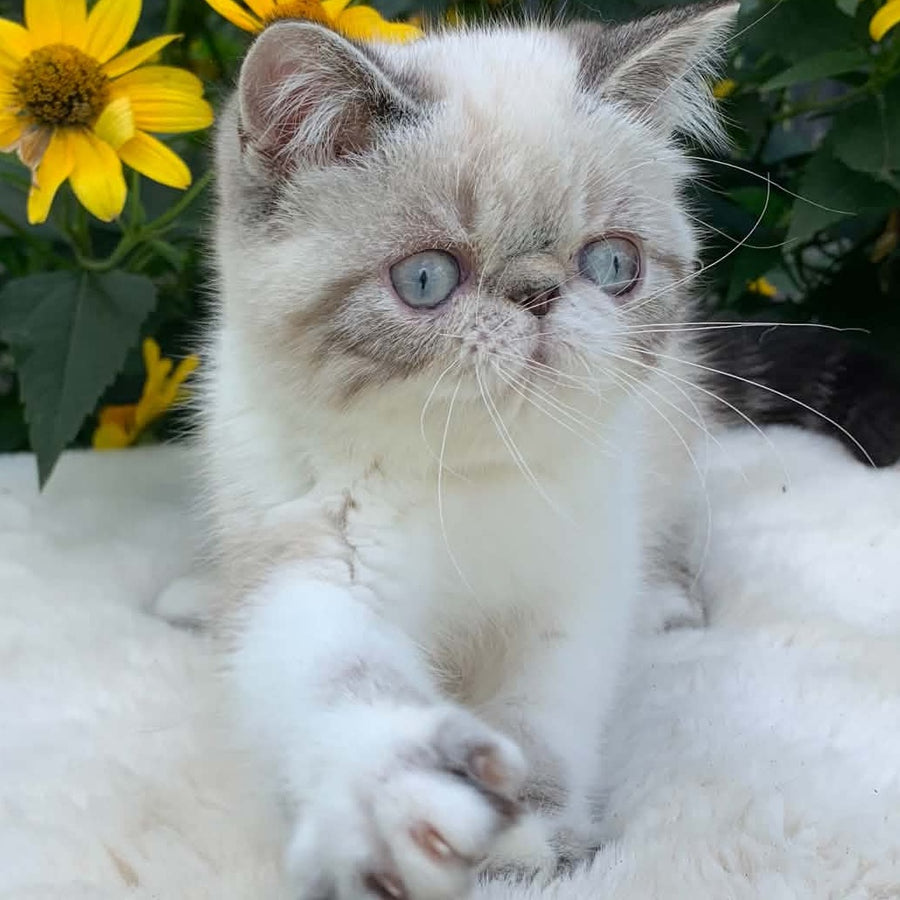 Margo Exotic female, black tabby pointed bicolour