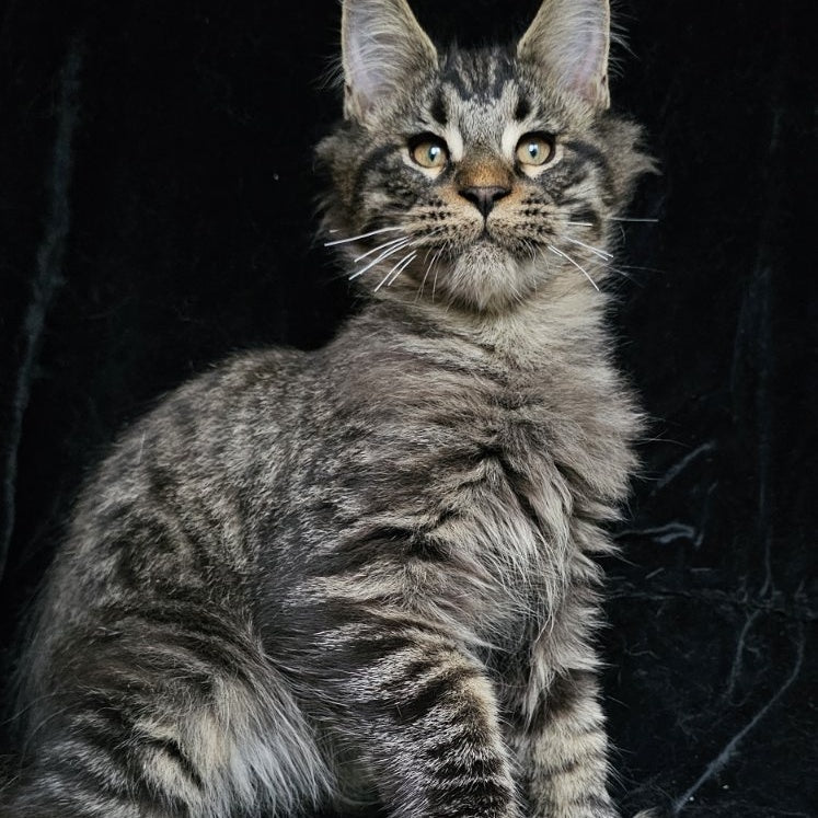 Shtorm Maine Coon male, black silver spotted tabby
