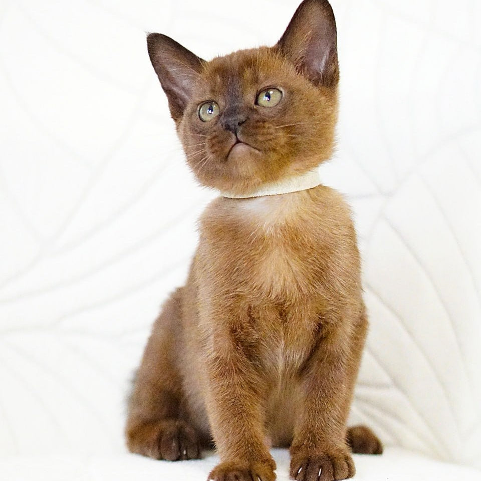 Viva Burmese female, black