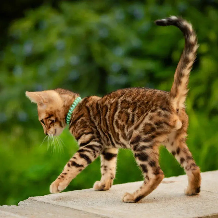 Dilan Bengal male, black spotted tabby