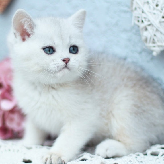 Deni British Shorthair male, black silver shaded