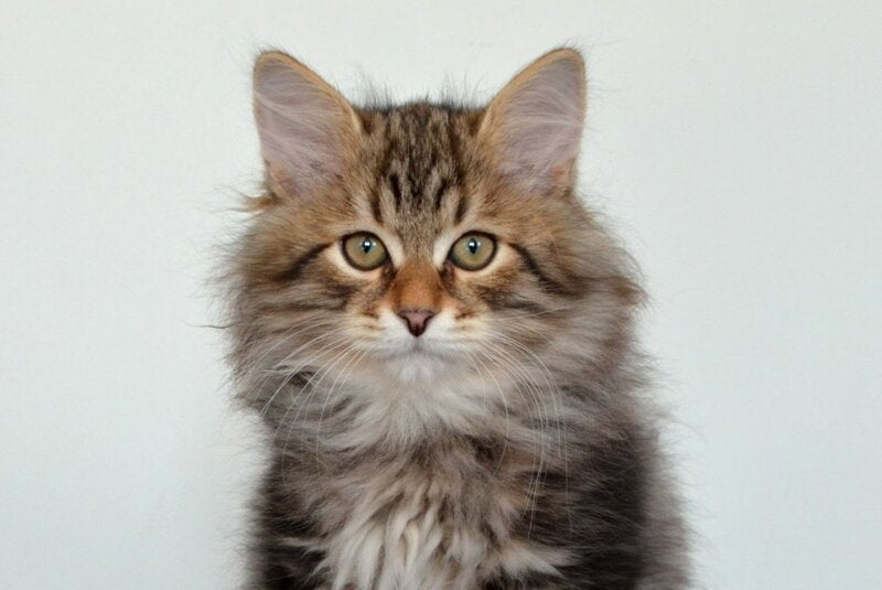 Sidney Siberian male, black tabby