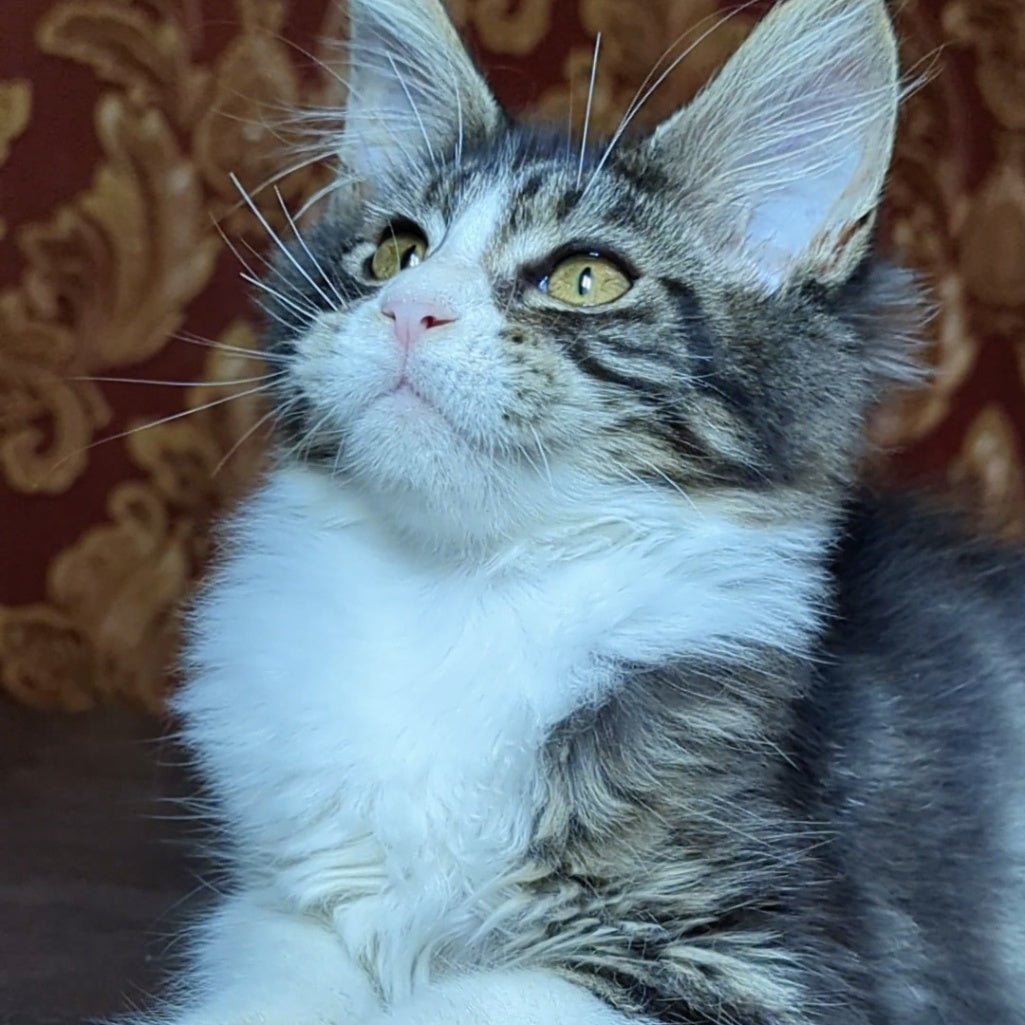 Holika Maine Coon female, black tabby with white