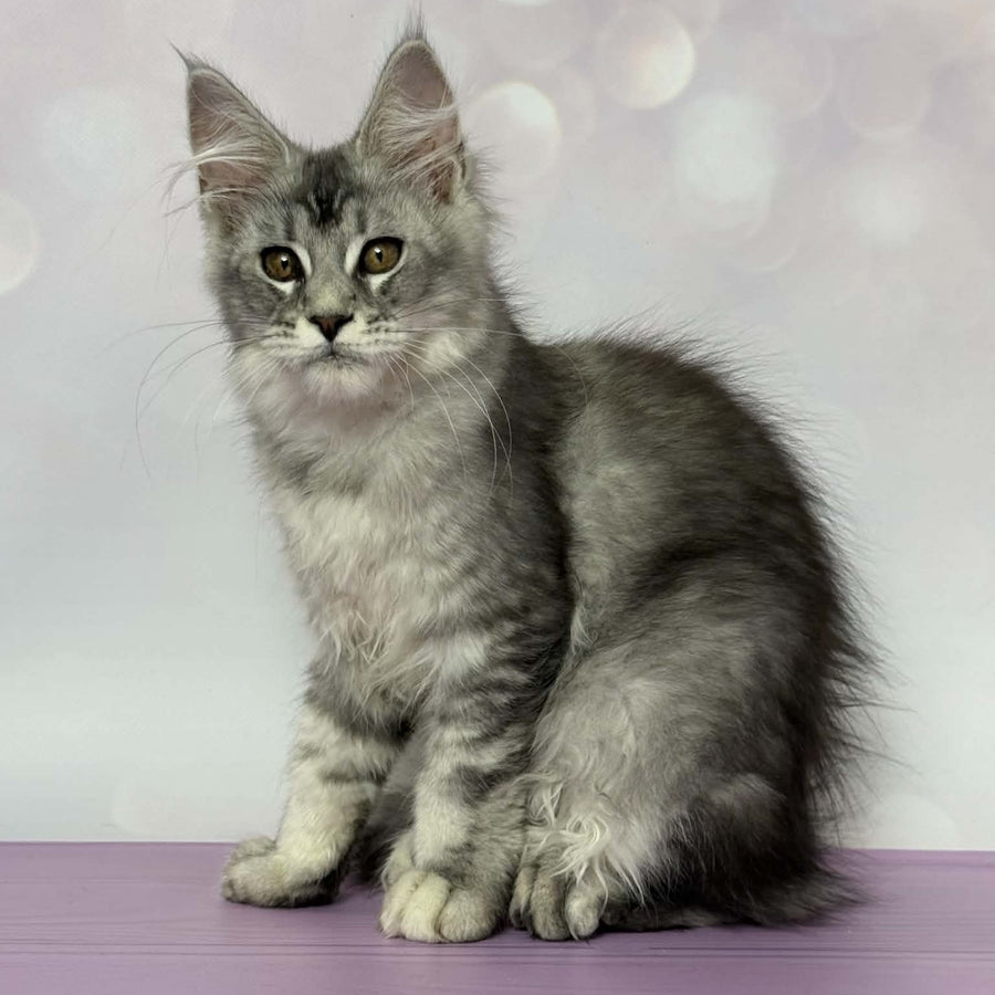 Chloe Maine Coon female, black silver tabby with white