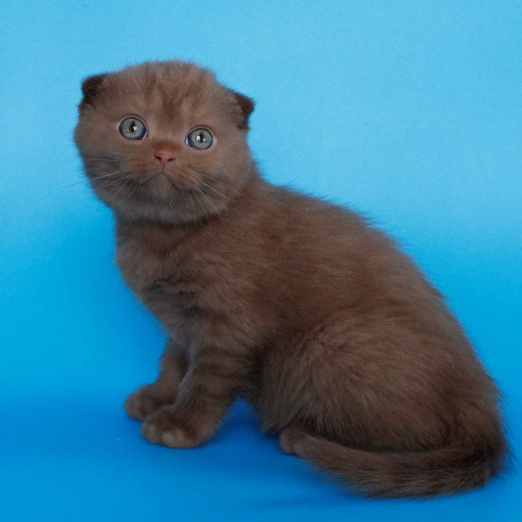 Alisa Scottish Fold female, cinnamon
