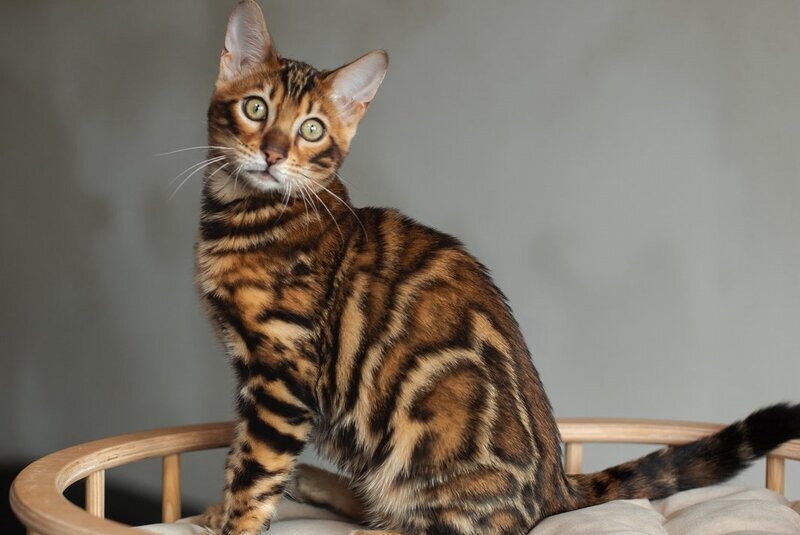 Jaime Bengal male black spotted tabby - live animals