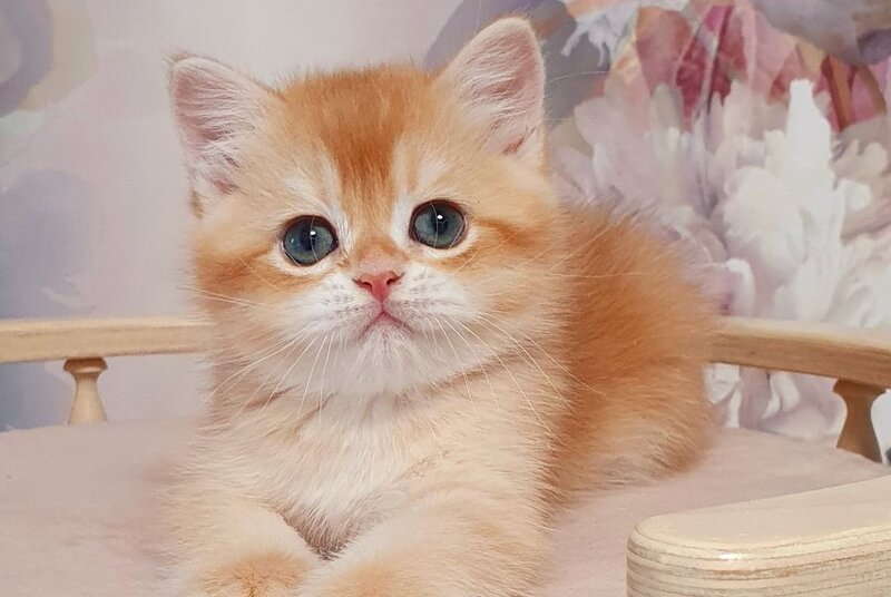 Tortik British Shorthair male, chocolate golden chinchilla