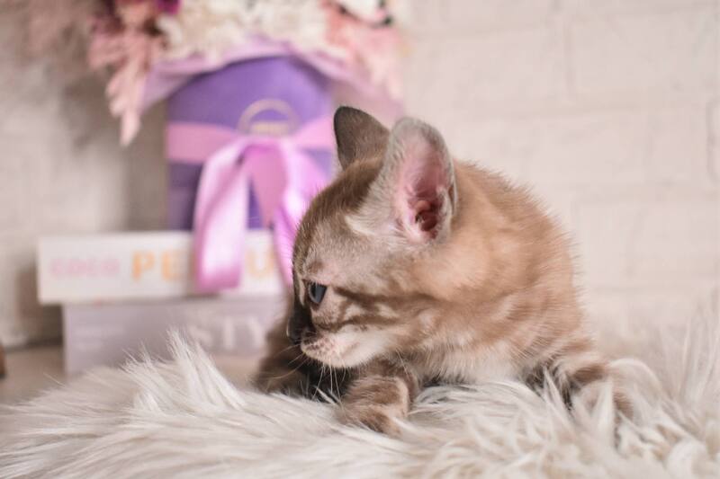 Chuma Bengal female snow mink charcoal - live animals