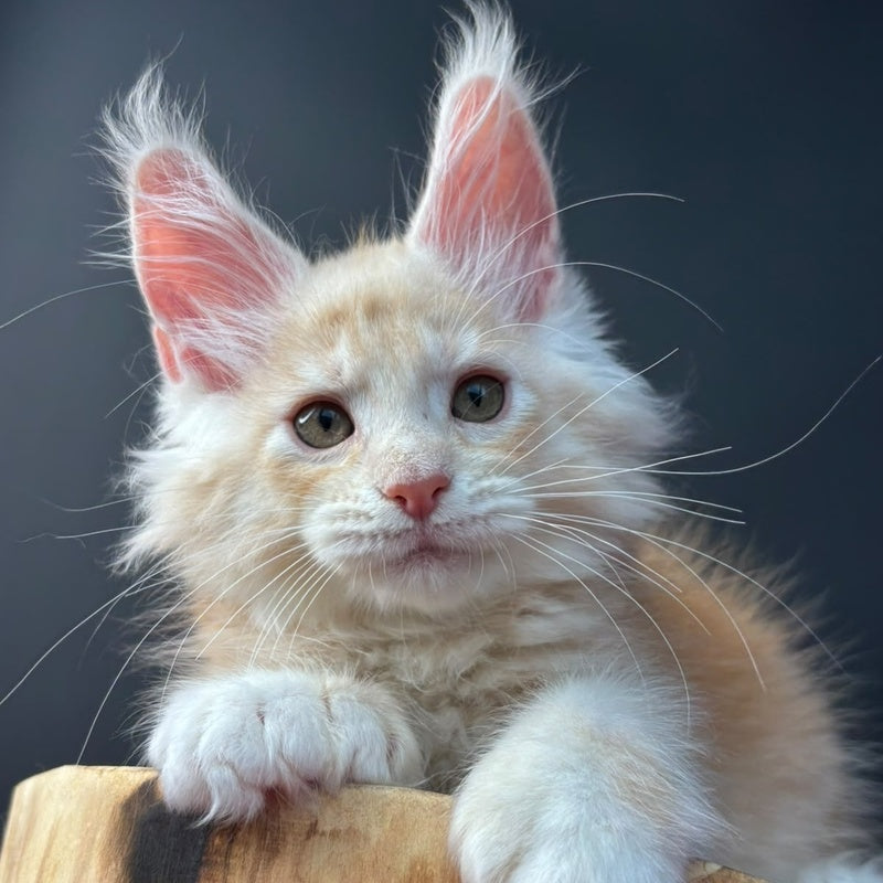 Bugs Bunny Maine Coon polydactyl 6x6x6x6 male, red silver ticked tabby bicolour