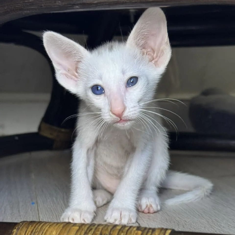Diva Oriental Shorthair female, white