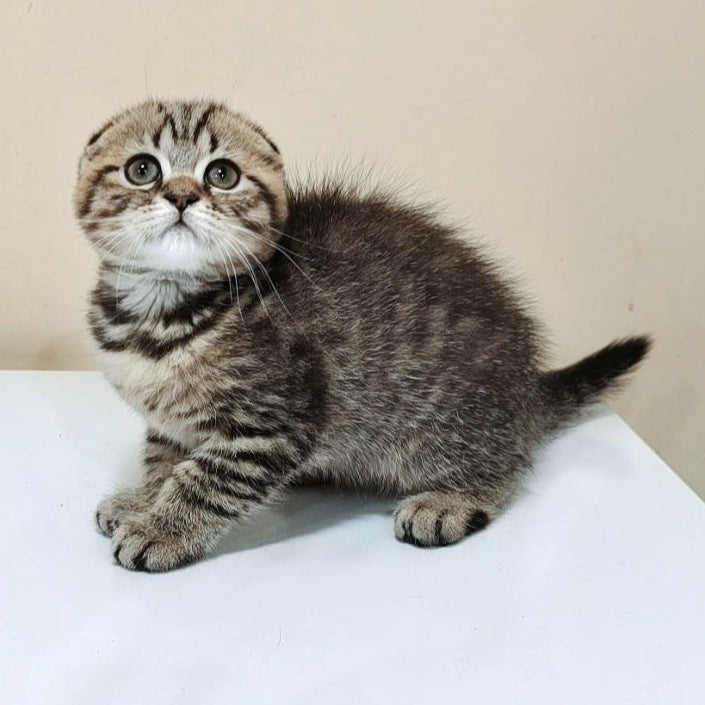 Lola Scottish Fold female, black spotted tabby