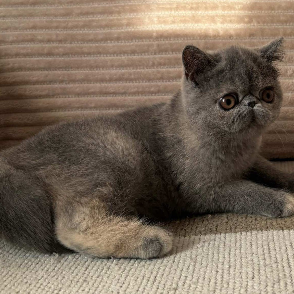Koko Chanel Exotic female, blue tortie