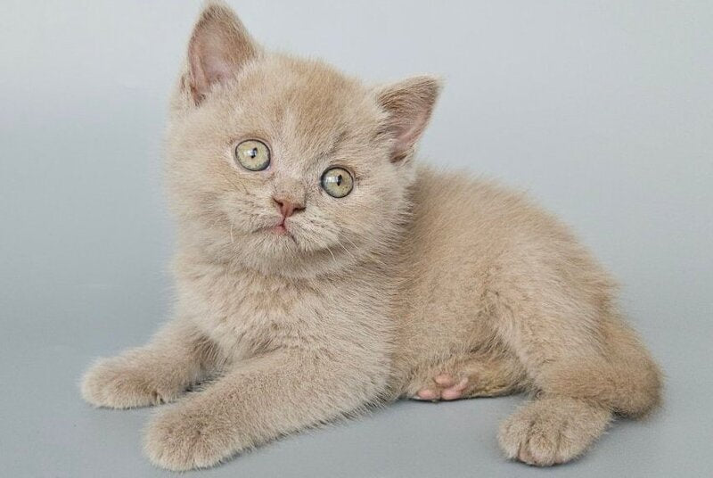 Aster British Shorthair female, fawn