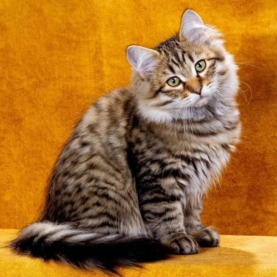 Dementiy Siberian male, black spotted tabby