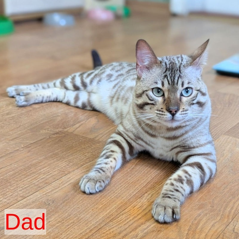Ava Bengal female, black silver spotted tabby pointed