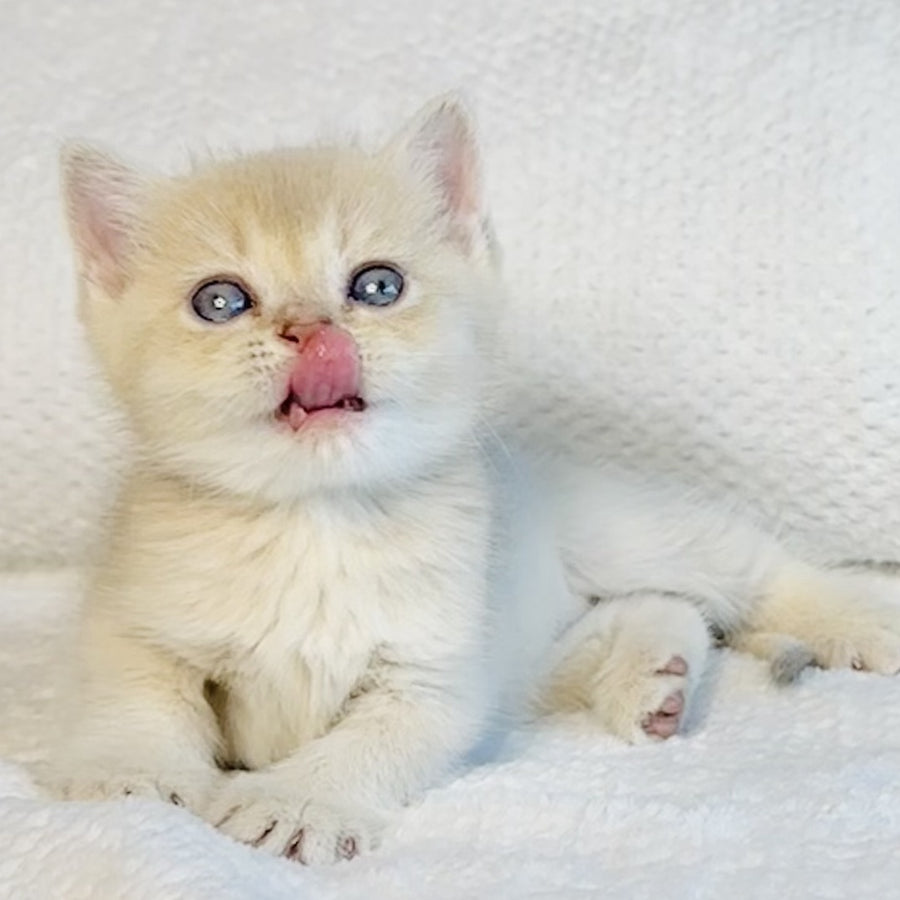 Galaxy Star British Shorthair male, lilac golden shaded